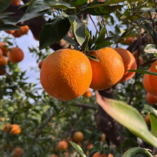 Citrus sinensis 'Orange Lanes Late' | Grafted Kingdom Horticulture
