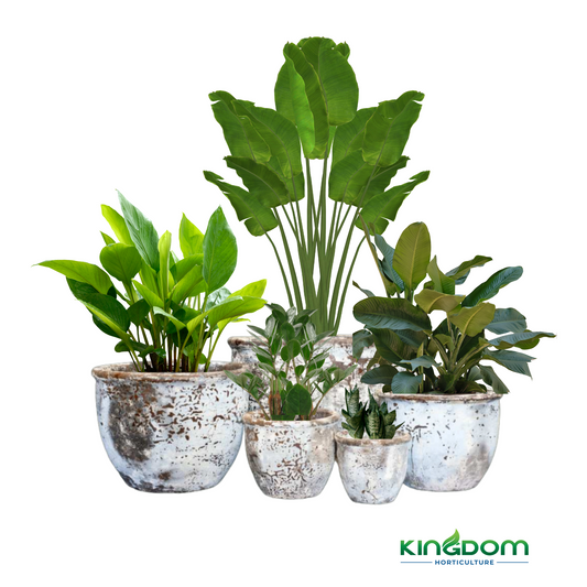 Ancient Cana Cocoa Pots | 5 Sizes Kingdom Horticulture