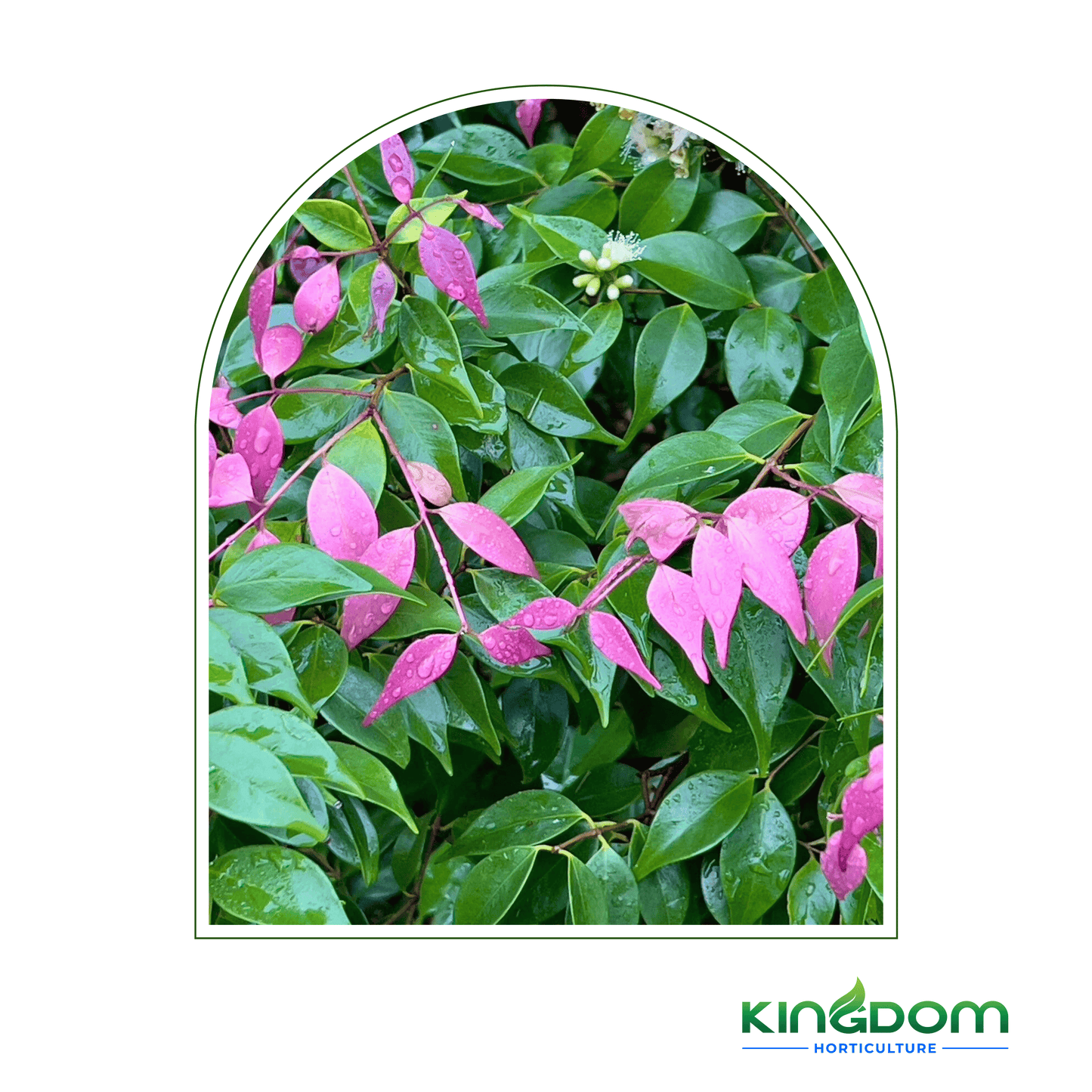 Syzygium luehmannii-x-wilsonii 'Cascade' | Multiple Sizes Kingdom Horticulture