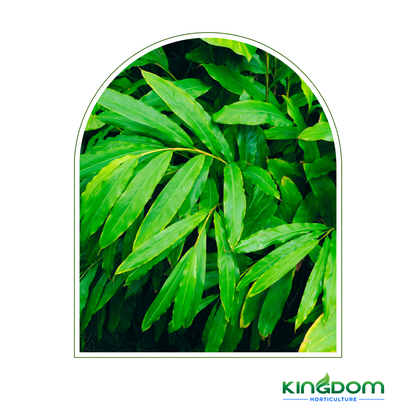 Alpinia mutica 'False Cardomom' | Multiple Sizes