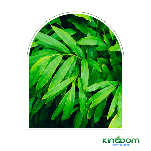 Alpinia mutica 'False Cardomom' | Multiple Sizes - Kingdom Horticulture