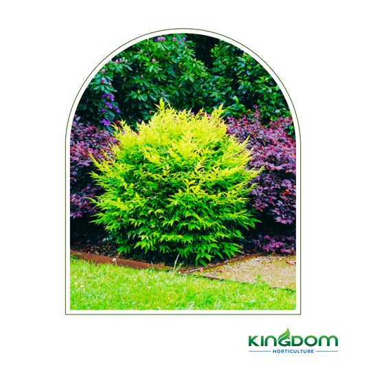 Nandina domestica 'Lemlim' 'Magical Lemon Lime' | Multiple Sizes Kingdom Horticulture