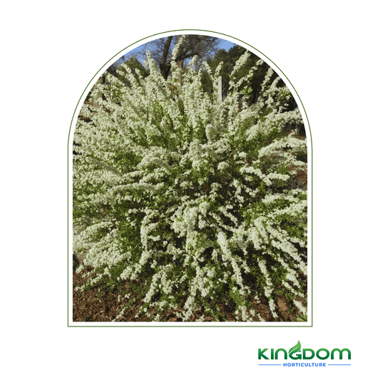 Kingdom Horticulture