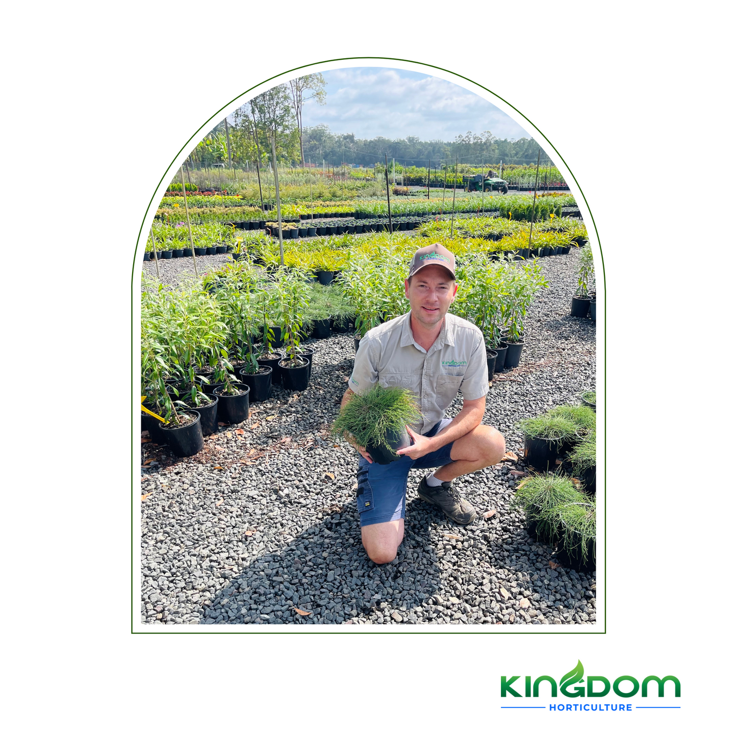 Casuarina glauca "Cousin It" | Multiple Sizes Kingdom Horticulture