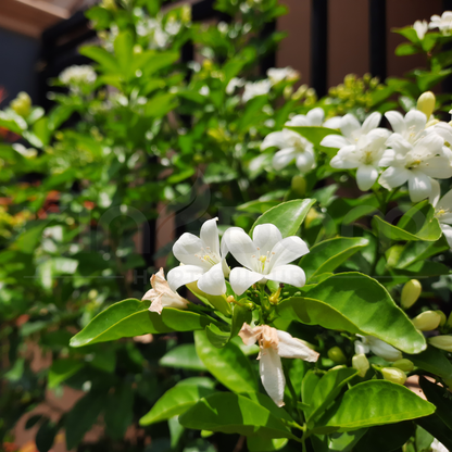 Murraya paniculata 'Orange Jasmine' | Multiple Sizes