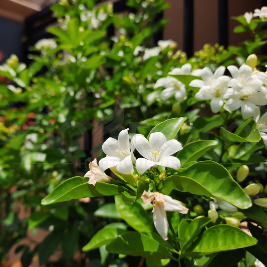 Murraya paniculata 'Orange Jasmine' | Multiple Sizes Kingdom Horticulture