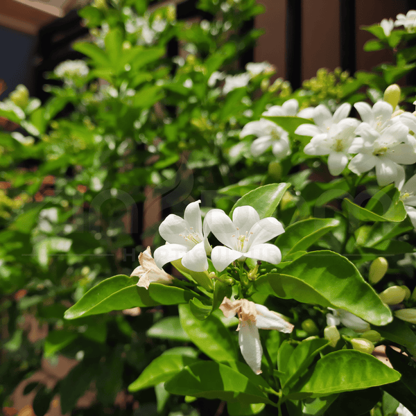 Murraya paniculata 'Orange Jasmine' | Multiple Sizes - Kingdom Horticulture