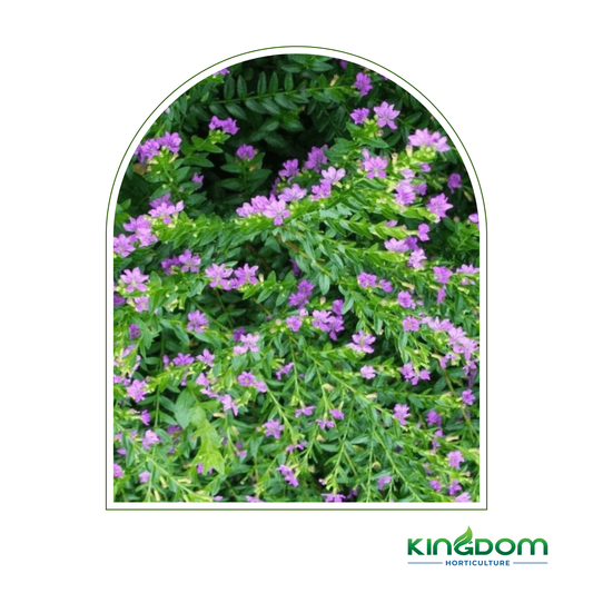 Cuphea hyssopifolia sp. "Pink" 140mm Kingdom Horticulture