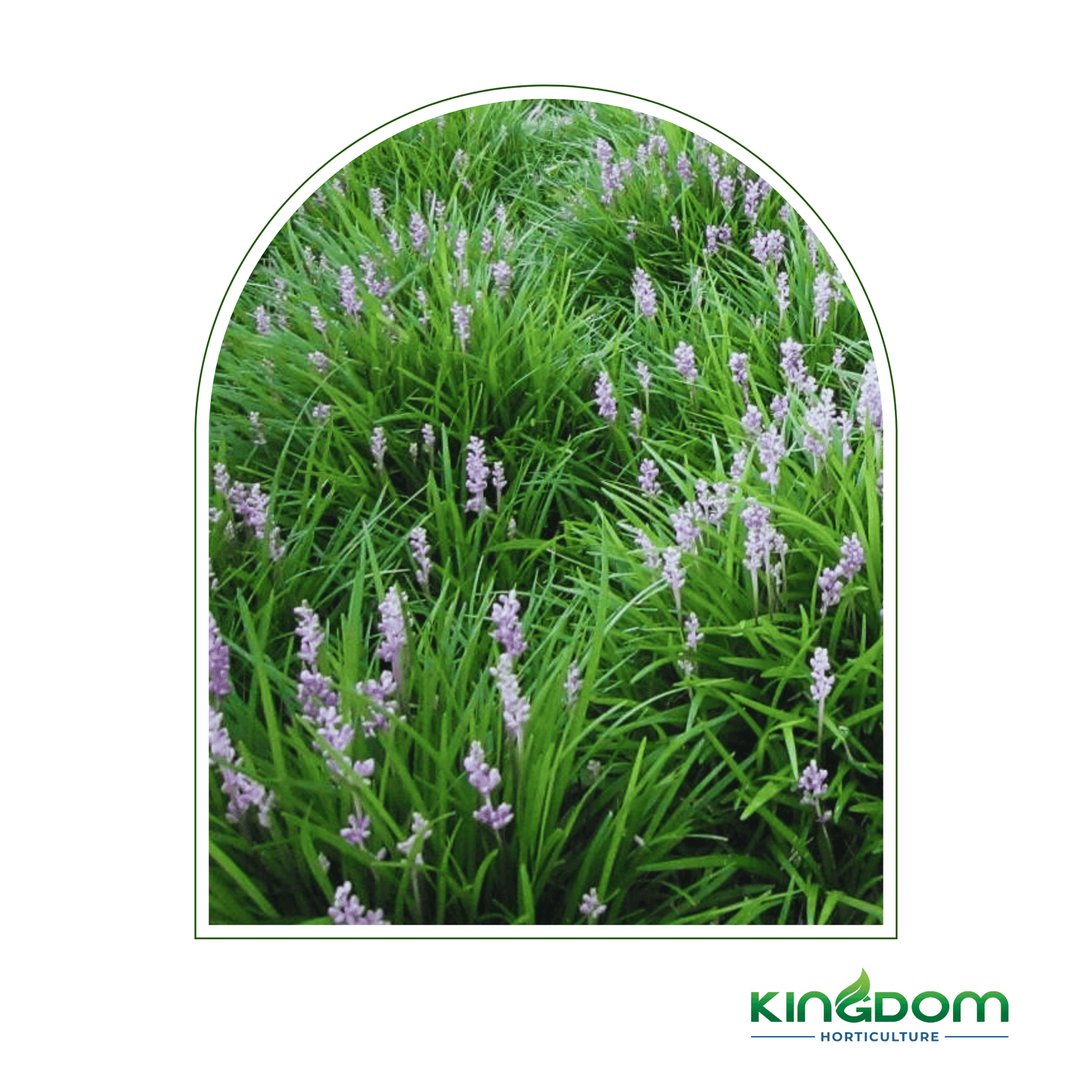 Liriope muscari 'Isabella'® | Multiple Sizes Kingdom Horticulture