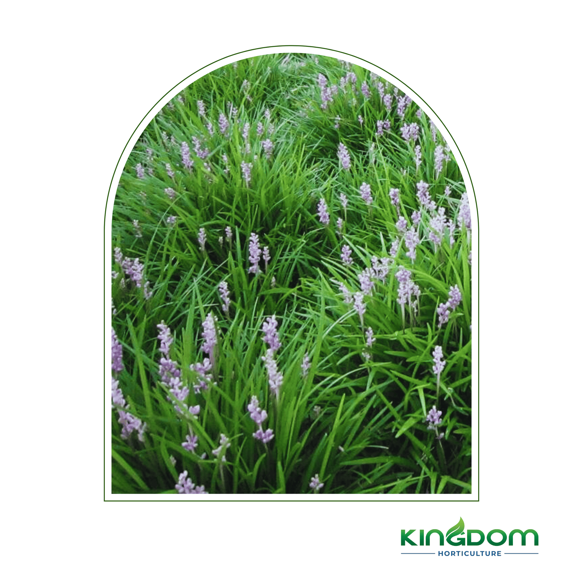 Kingdom Horticulture