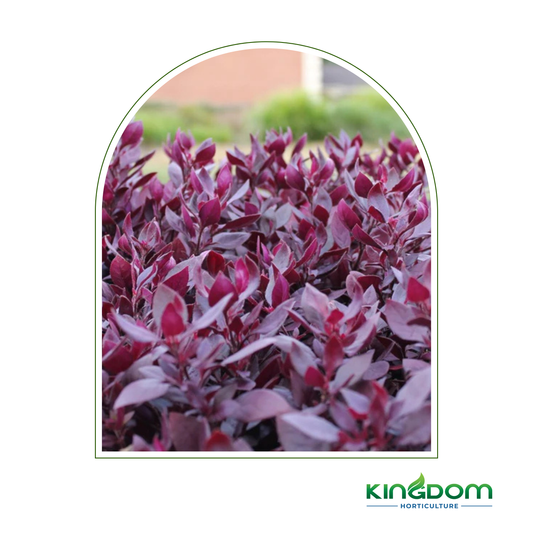 Alternanthera dentata 'LITTLE RUBY™' | Multiple Sizes Kingdom Horticulture