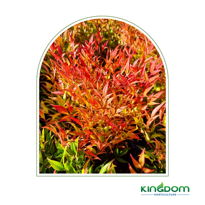 Nandina domestica 'Moon Bay' 140mm