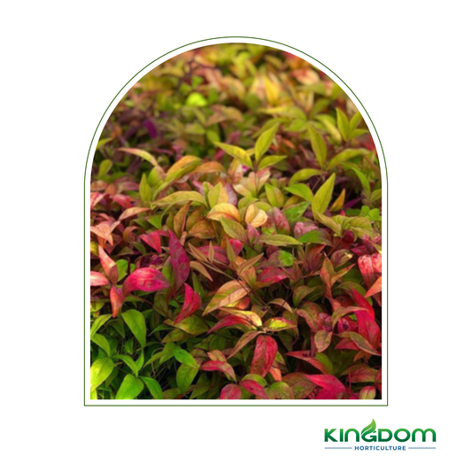 Nandina domestica 'Nana' 140mm Kingdom Horticulture