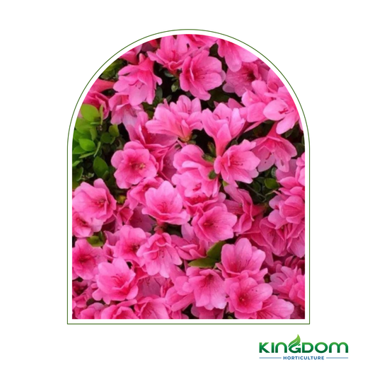 Azalea kurume 'Kirin' | Multiple Sizes Kingdom Horticulture