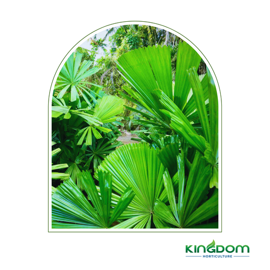 Licuala ramsayi 'Australian Fan Palm' | Multiple Sizes Kingdom Horticulture