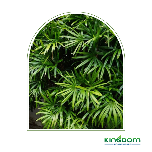 Rhapis excelsa 'Lady Palm' | Multiple Sizes Kingdom Horticulture