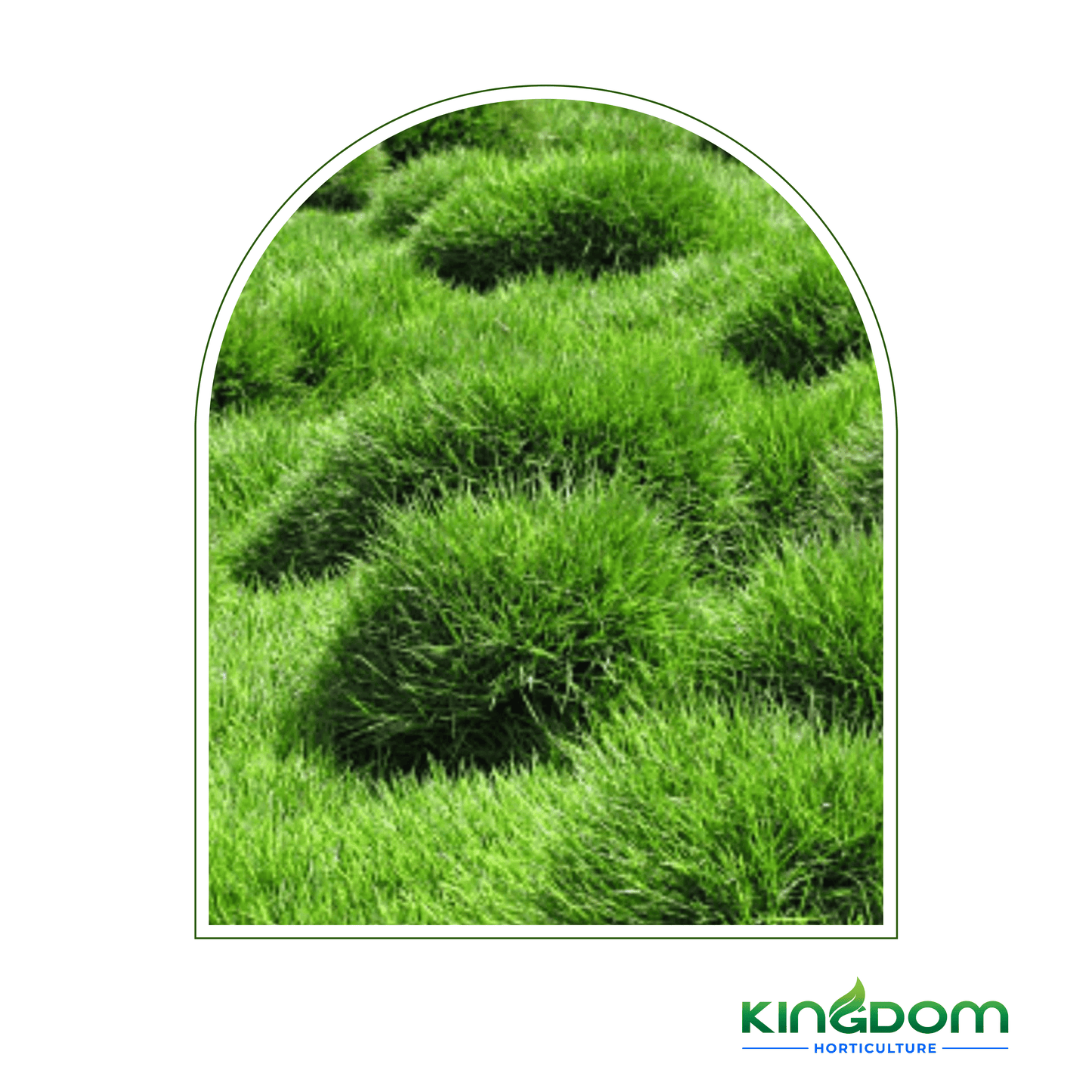 Zoysia tenuifolia 'No Mow Grass' | Multiple Sizes Kingdom Horticulture