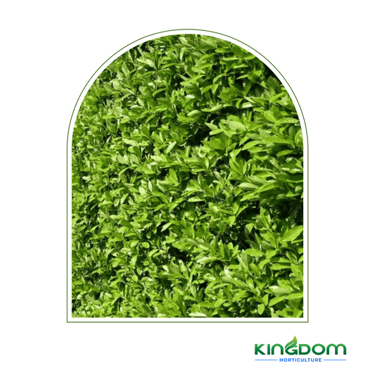 Viburnum odoratissimum 'Emerald Lustre' | Multiple Sizes - Kingdom Horticulture Kingdom Horticulture
