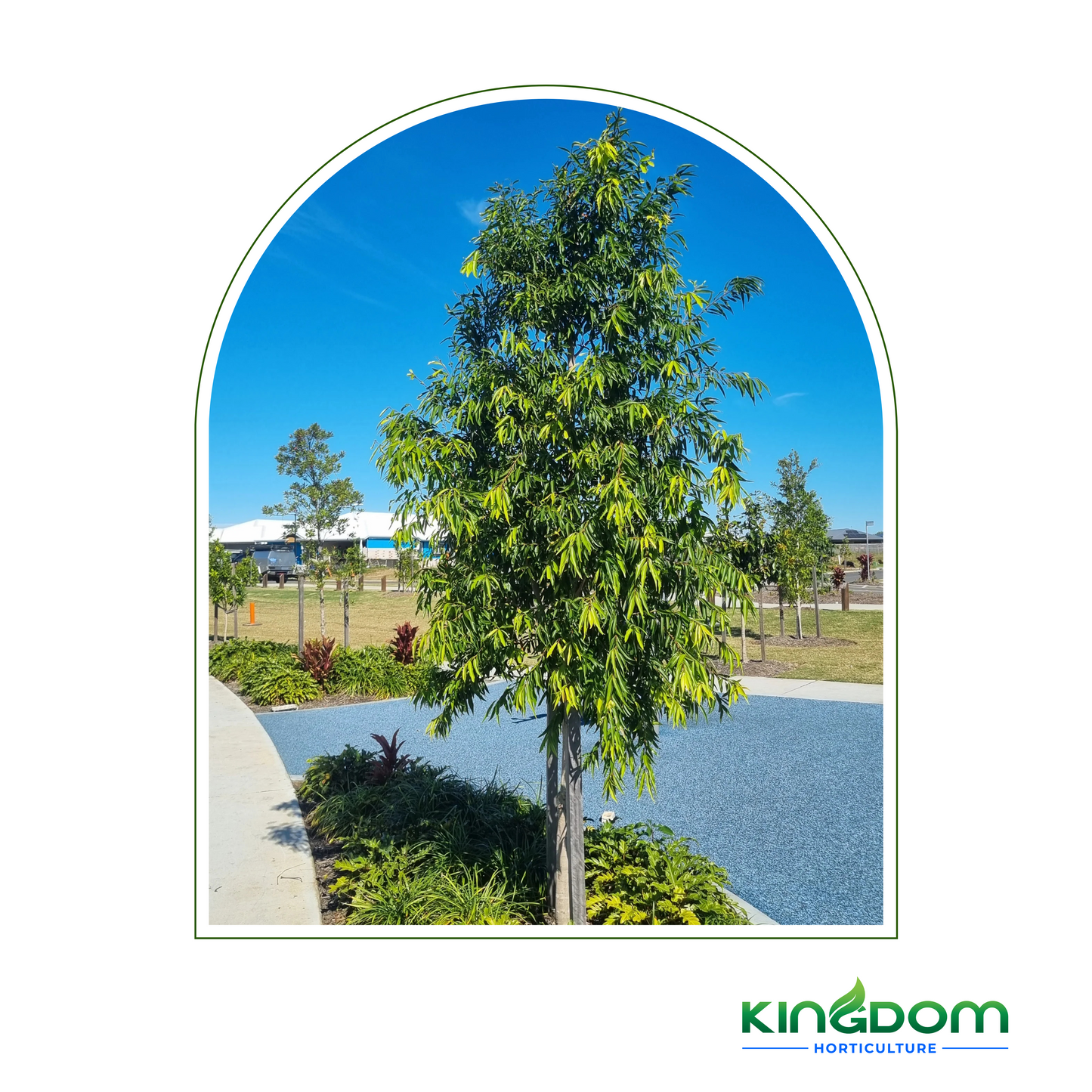 Waterhousia floribunda "Weeping Lilly Pilly" | Multiple Sizes Kingdom Horticulture
