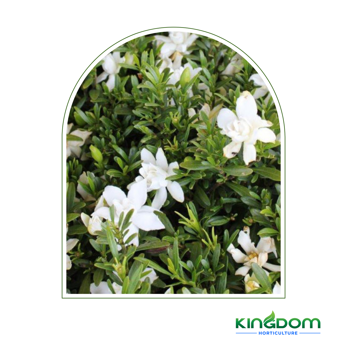 Gardenia augusta 'Radicans' | Multiple Sizes Kingdom Horticulture