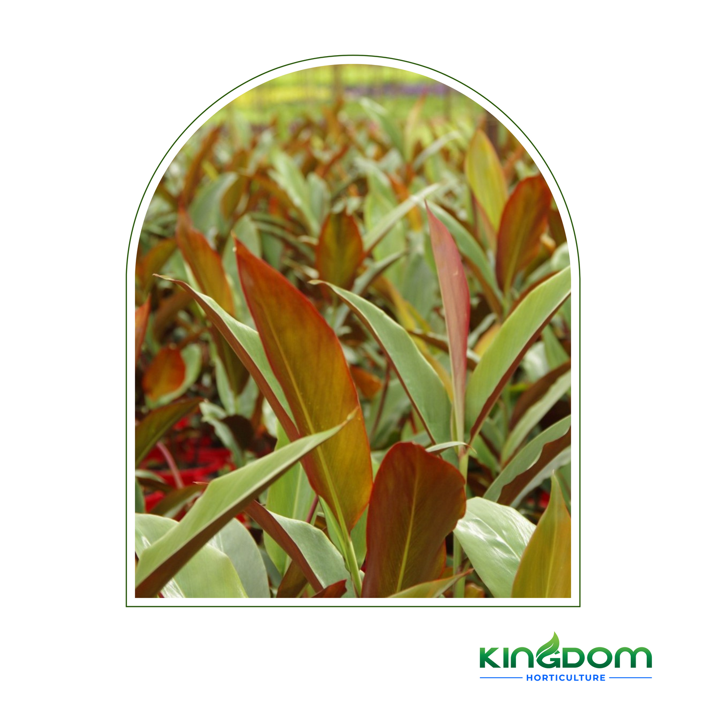Alpinia caerulea "Red Back" 200mm Kingdom Horticulture