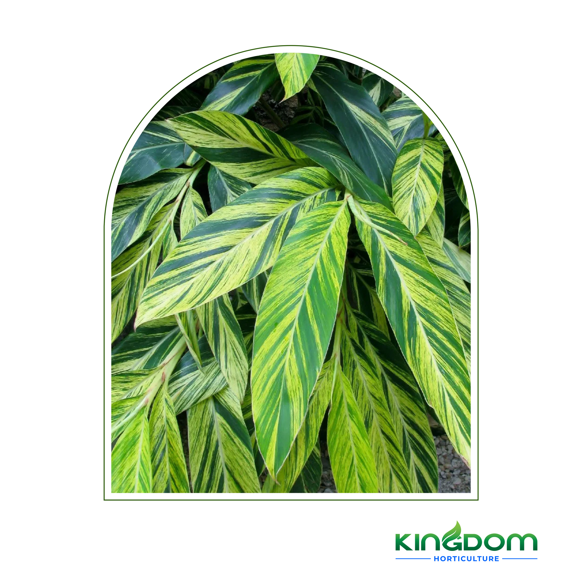 Kingdom Horticulture