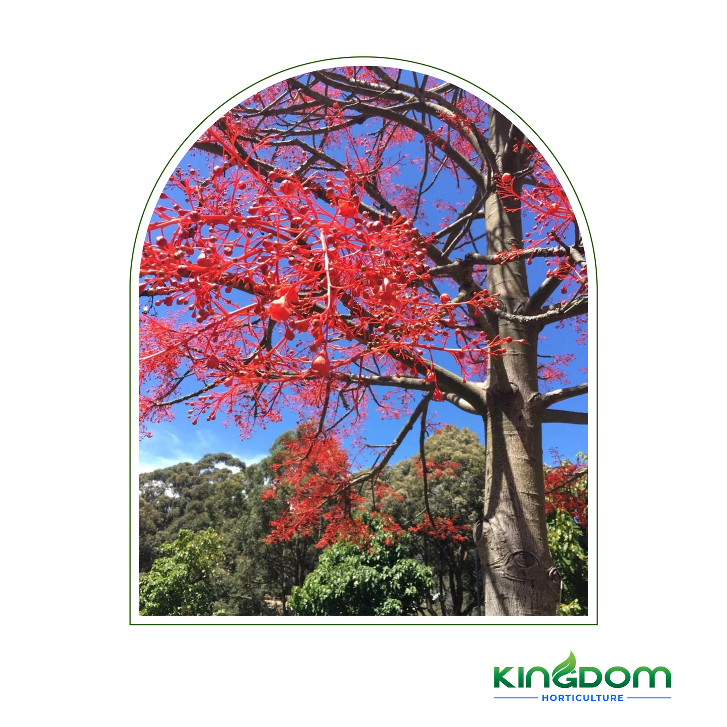 Brachychiton acerifolius 'Illawara Flame Tree' | Multiple Sizes Kingdom Horticulture