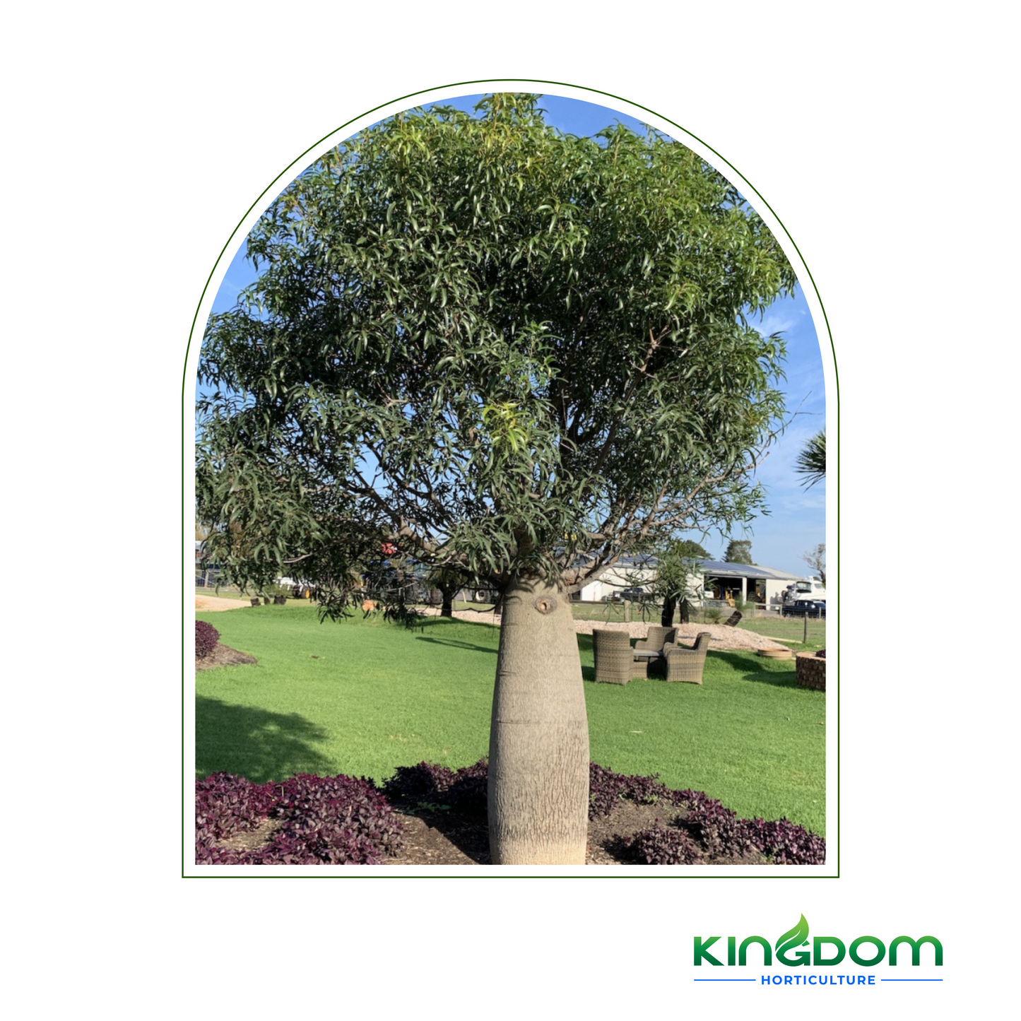 Brachychiton rupestris 'Queensland Bottle Tree' | Multiple Sizes Kingdom Horticulture
