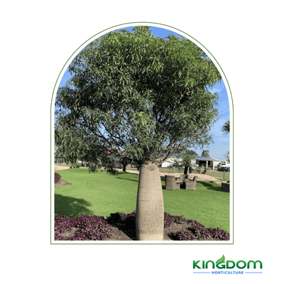 Brachychiton rupestris 'Queensland Bottle Tree' | Multiple Sizes - Kingdom Horticulture