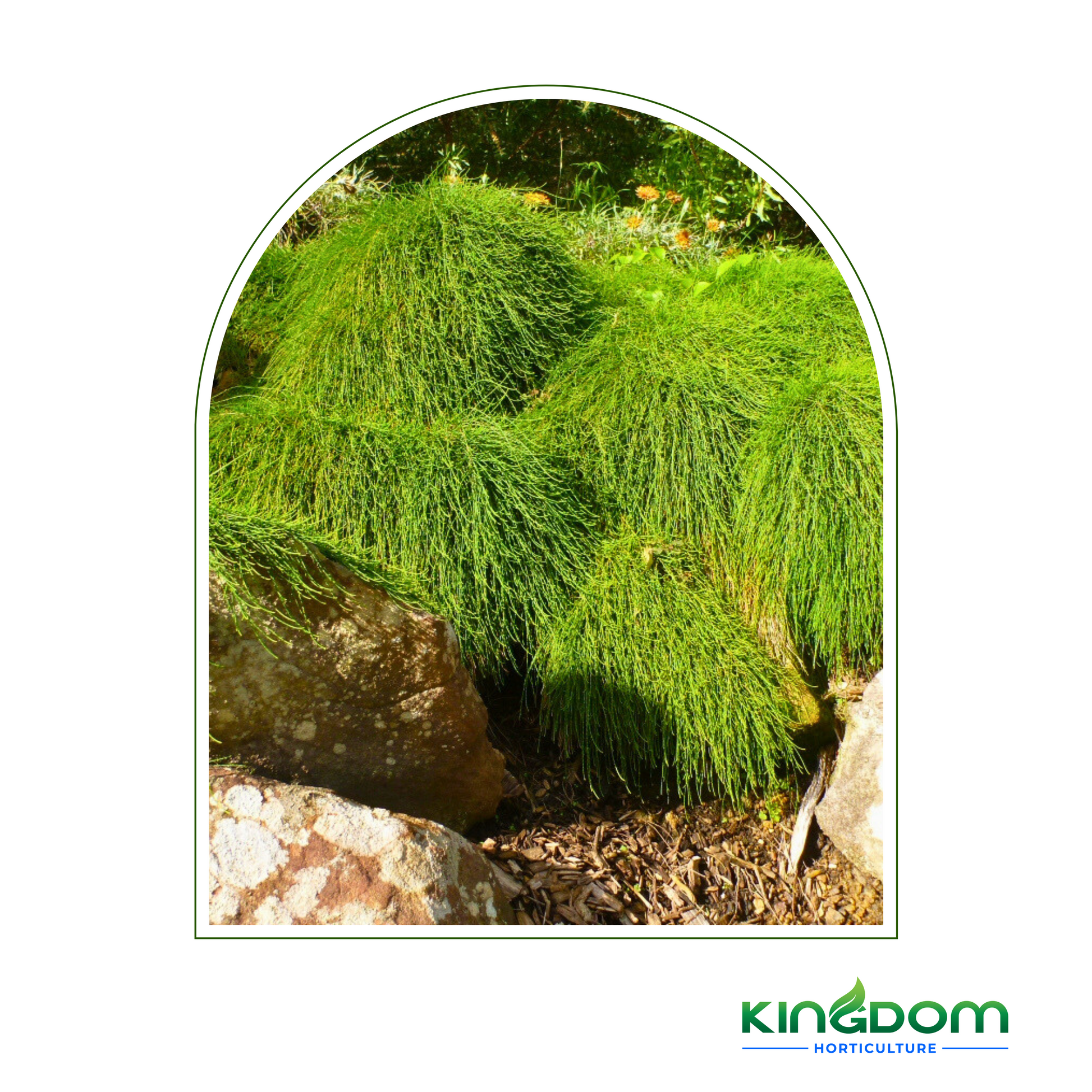 Kingdom Horticulture