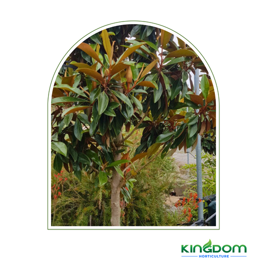 Magnolia grandiflora 'Sweet 'n' Neat' | Multiple Sizes Kingdom Horticulture