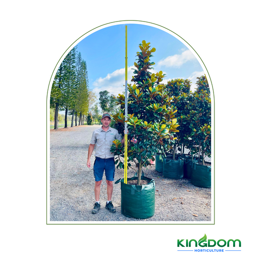 Magnolia grandiflora 'Teddy Bear' | Multiple Sizes Kingdom Horticulture