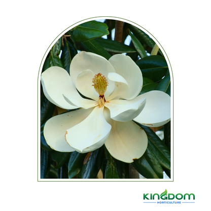Magnolia grandiflora 'Little Gem' | Multiple Sizes
