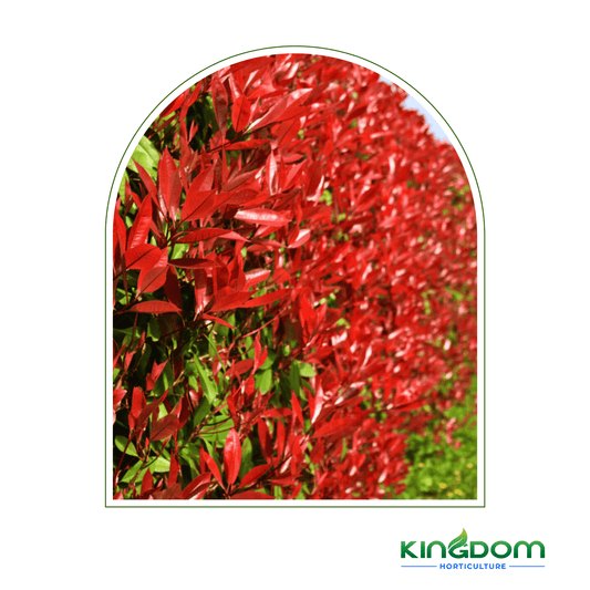 Photinia fraserii 'Red Robin' | Multiple Sizes - Kingdom Horticulture Kingdom Horticulture