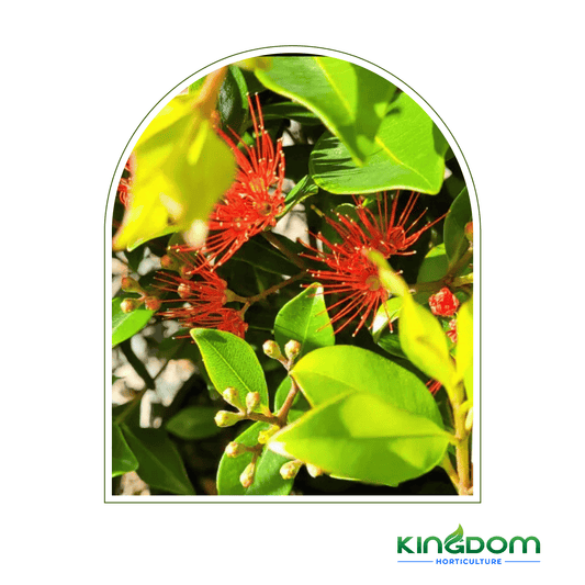Metrosideros collina 'Little Ewan' | Multiple Sizes - Kingdom Horticulture Kingdom Horticulture