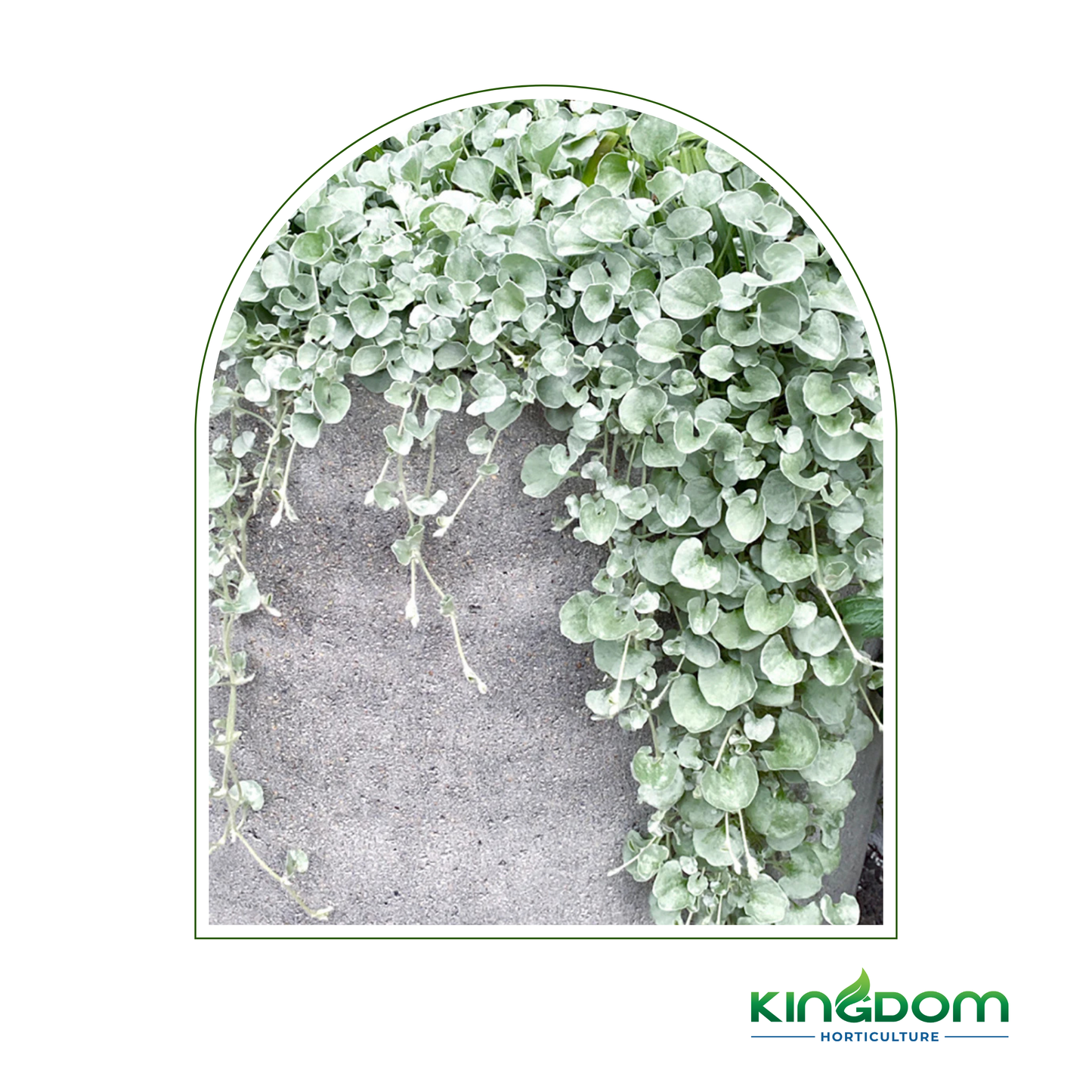 Dichondra argentea "Silver Falls" 140mm Kingdom Horticulture