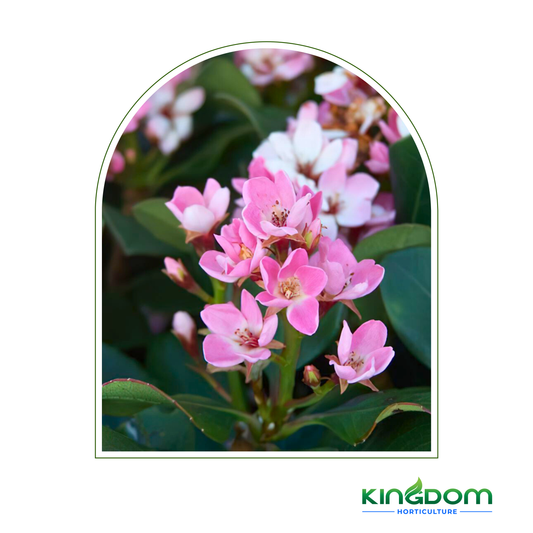 Rhaphiolepis indica 'Oriental Pink' | Multiple Sizes - Kingdom Horticulture Kingdom Horticulture