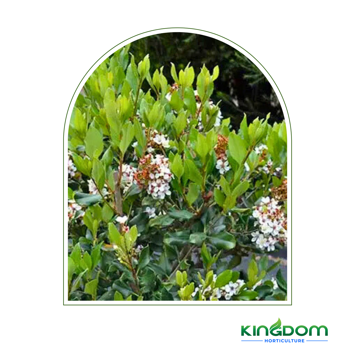Rhaphiolepis indica 'Indian Hawthorn' | Multiple Sizes Kingdom Horticulture