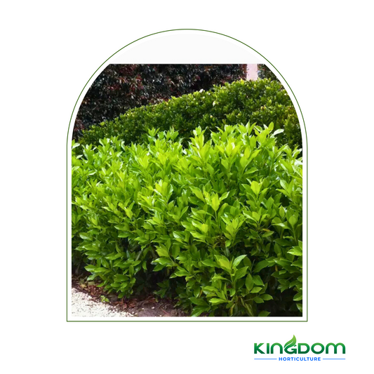 Viburnum odoratissimum  'Dense Fence™' | Multiple Sizes Kingdom Horticulture