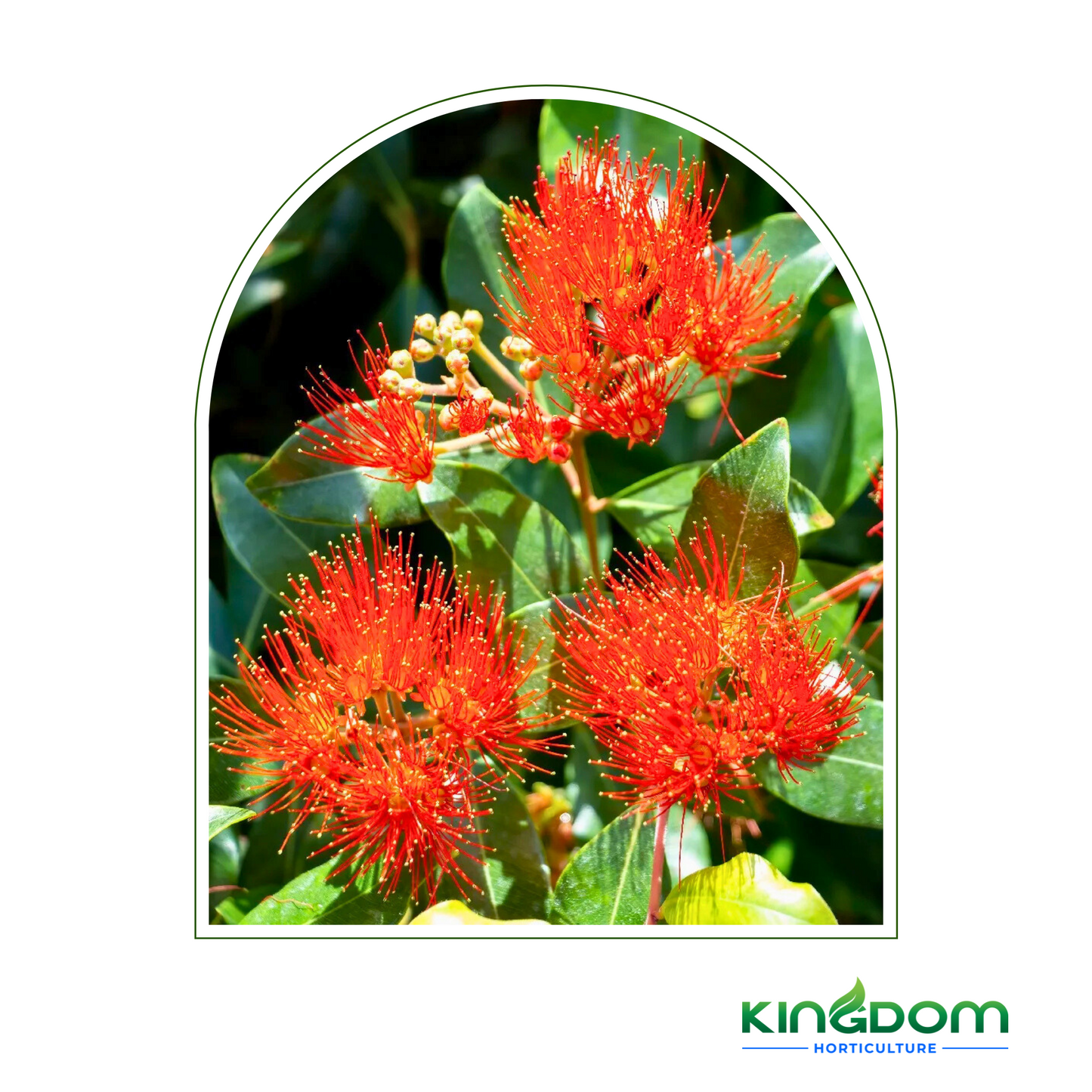 Metrosideros collina 'Little Dugald' | Multiple Sizes Kingdom Horticulture