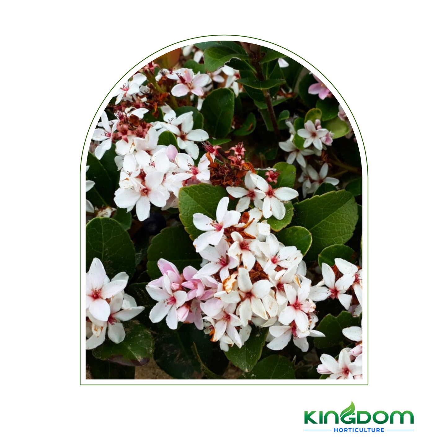 Rhaphiolepis indica 'Snow Maiden' | Multiple SIzes Kingdom Horticulture