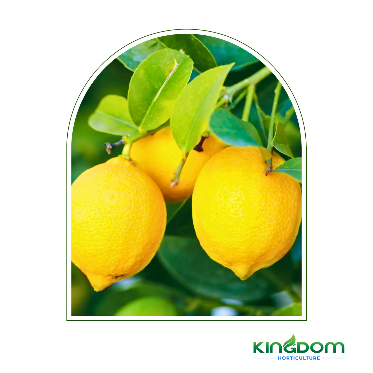 Citrus limon "Eureka Lemon" | Grafted 500mm Kingdom Horticulture