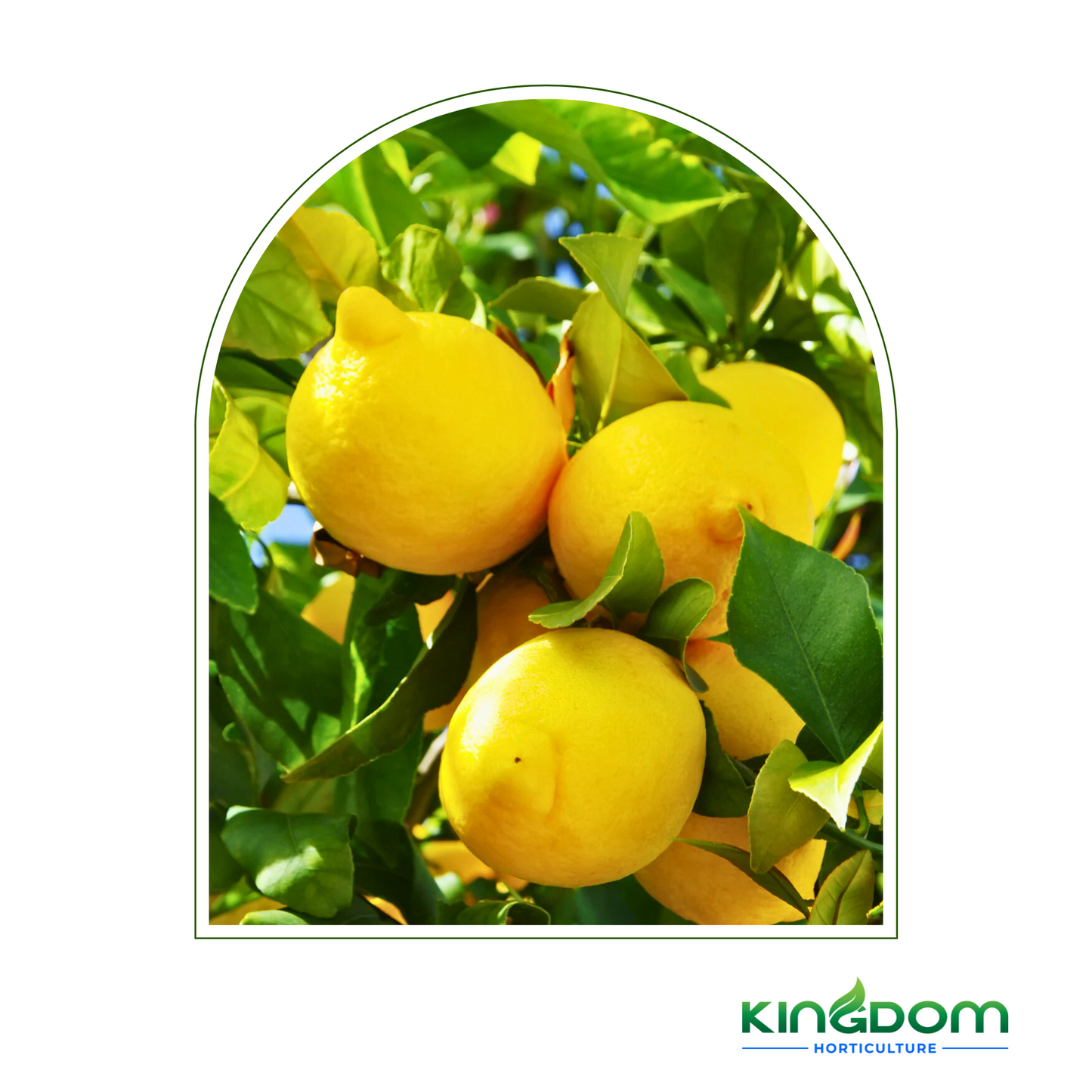 Citrus limon "Lisbon Lemon" | Grafted 500mm Kingdom Horticulture