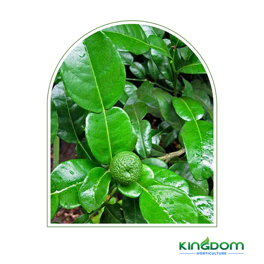 Citrus hystrix "Kaffir Lime" | Grafted  500mm Kingdom Horticulture