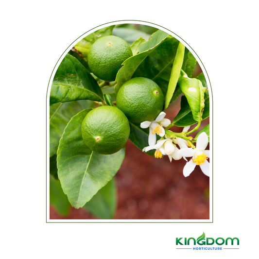 Citrus latifolia "Tahitian Lime" | Grafted  500mm Kingdom Horticulture