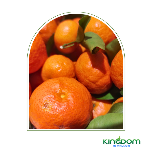 Citrus reticulata "Imperial Mandarin" | Grafted 500mm Kingdom Horticulture