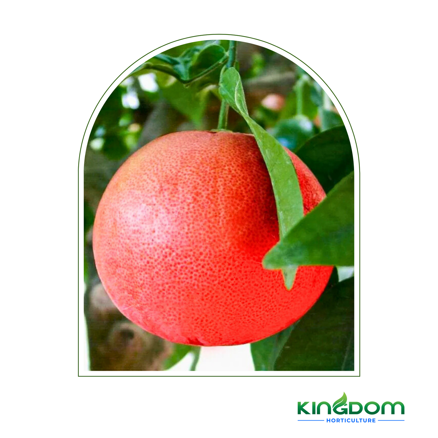 Citrus maxima "Pummelo Carters Red" | 500mm Kingdom Horticulture