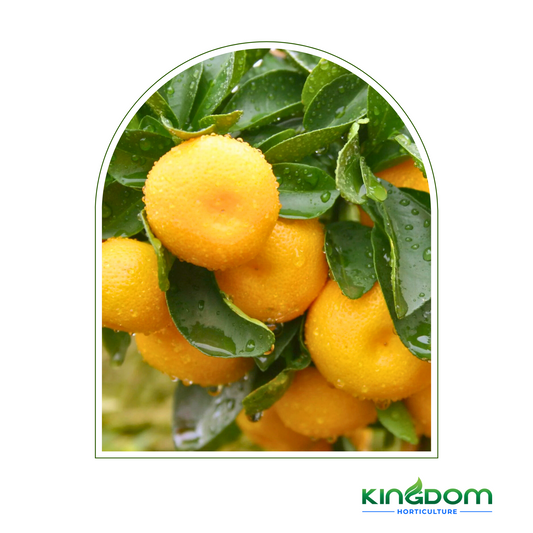 Citrus maxima "Pummelo K13 " | 500mm Kingdom Horticulture