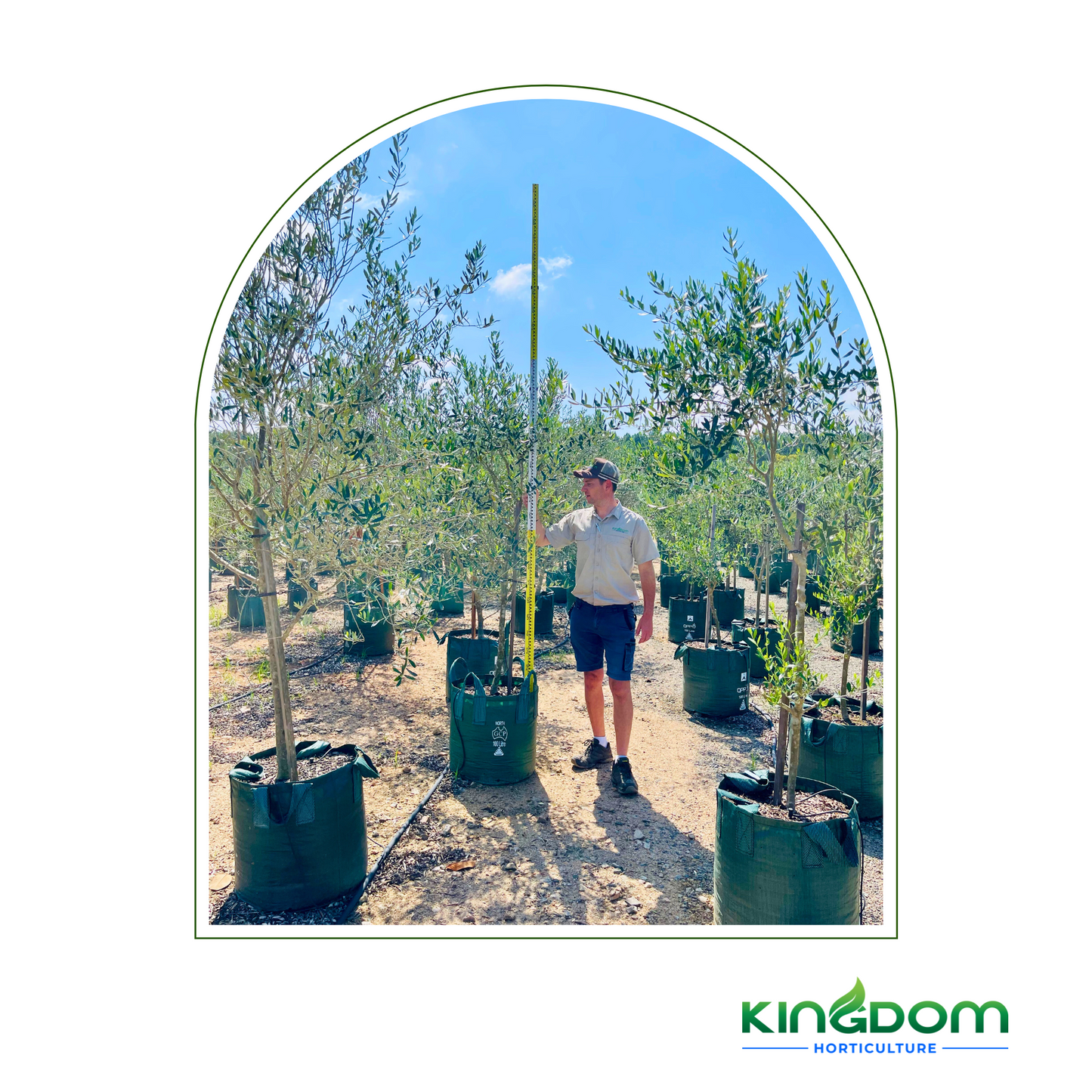 Olea europaea 'Manzanillo Olives' | Multiple Sizes Kingdom Horticulture