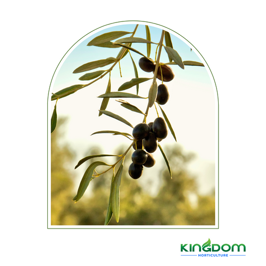 Olea europaea 'Kalamata Olives' | 45L Kingdom Horticulture